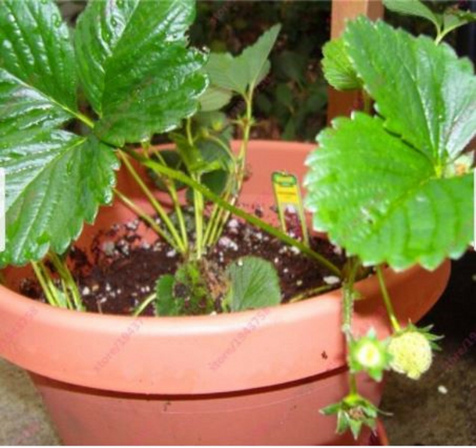 RARE WHITE STRAWBERRY Alpine fruit Tree 10 SEEDS -Combined Shipping (USA seller)