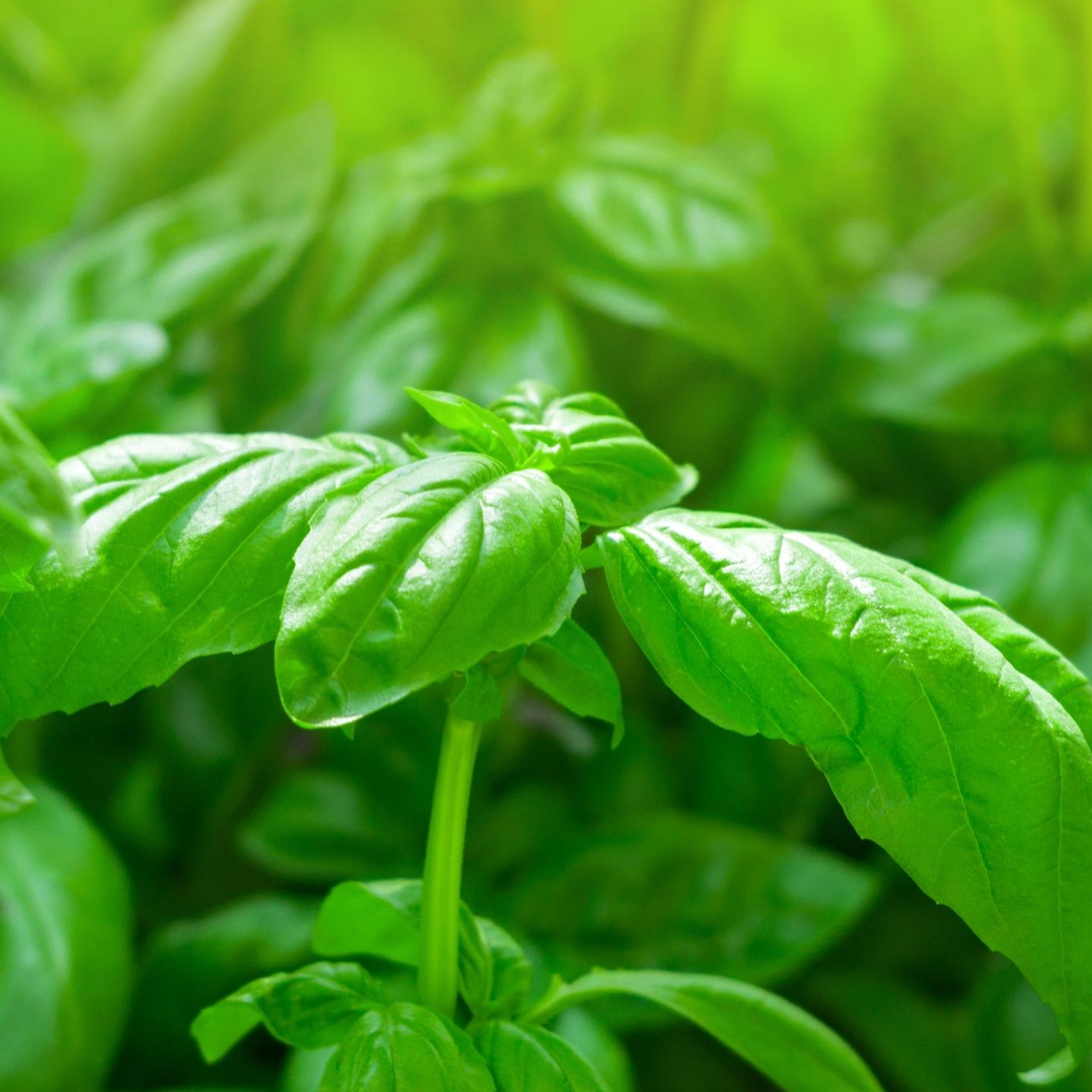 Sweet Basil – Seeds – Organic – Non Gmo – Heirloom Seeds – Herb Seeds