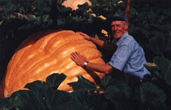 Pumpkin – Dills Atlantic Giant Vegetable Seeds