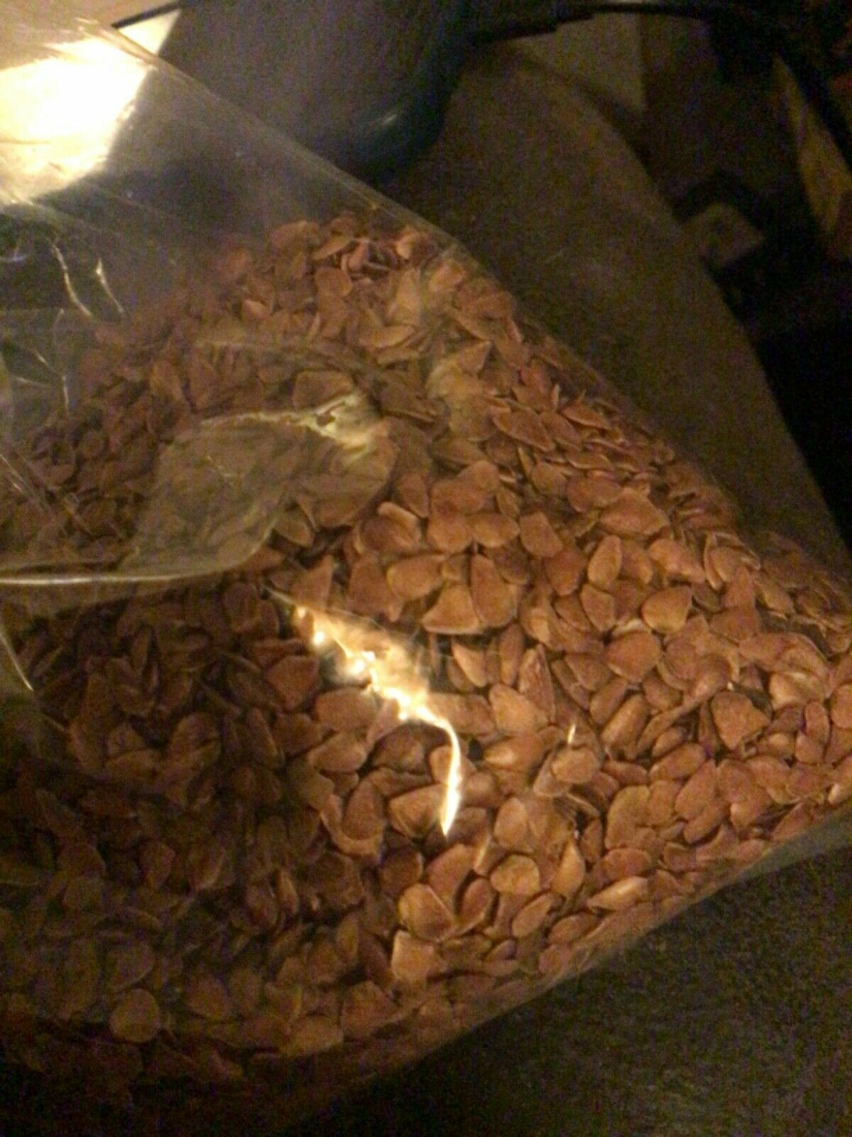 Chinese Mahogany Tree Seeds (toona sinensis) (Chinese toon, Chinese cedar)