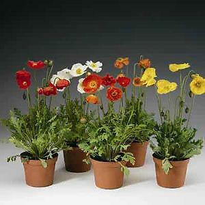 Papaver nudicale Spring Fever Mix 500 seeds