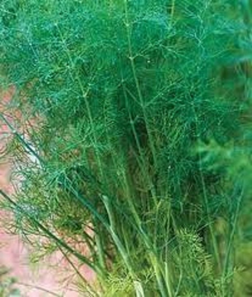300 Dill Bouquet Seeds, non GMO, organic ranch grown