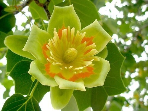 Liriodendron Tulipifera 100 Seeds, Tulip Flower Yellow Poplar Tree Cold Hardy
