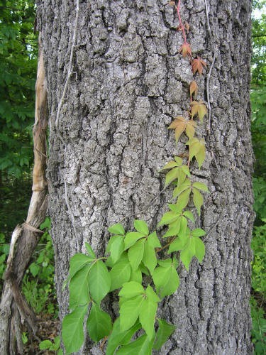 3 Virginia Creeper plant Perennial Live rooted cuttings Ground Cover Hardy Vines