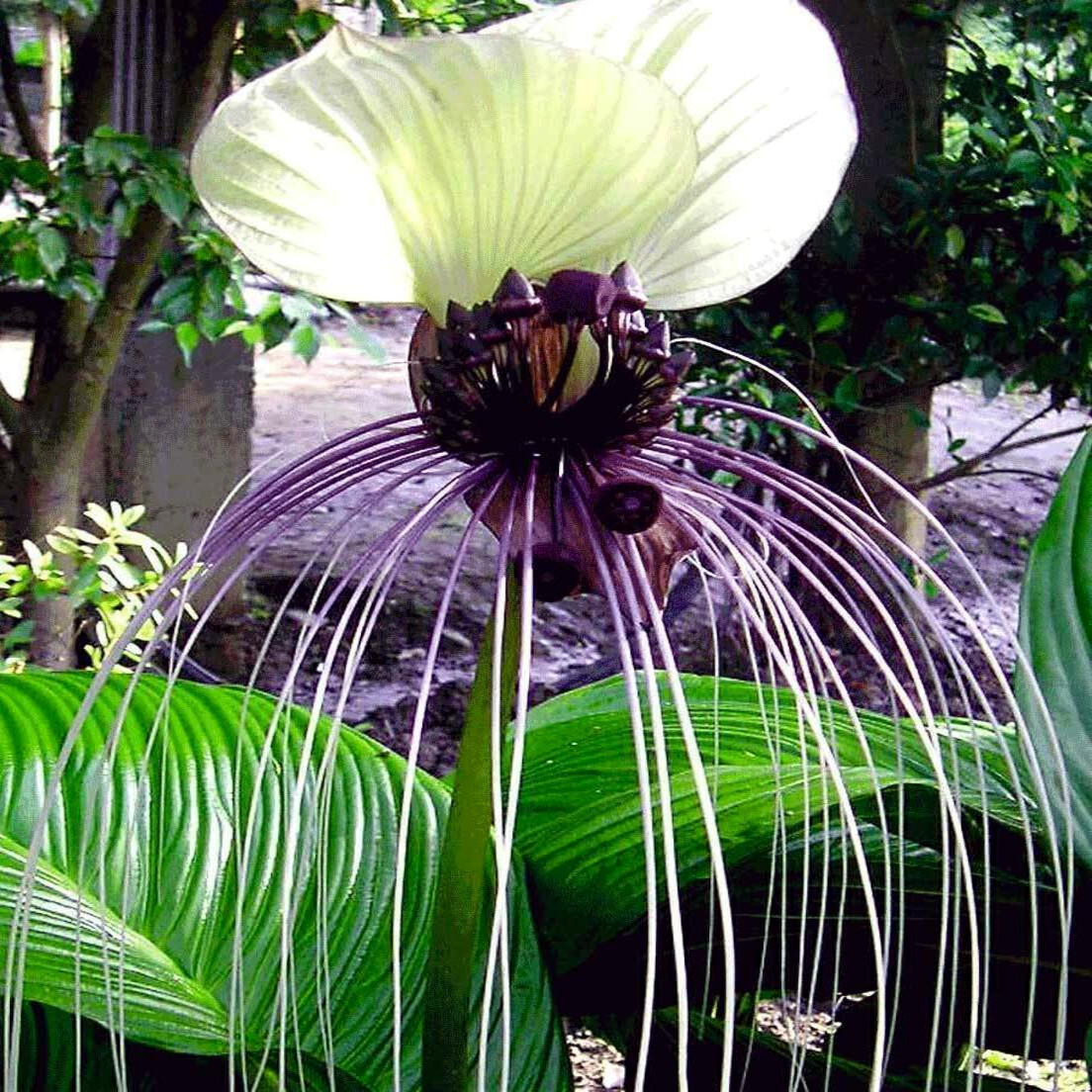 5 White Bat Orchid Flower Seeds (Tacca Integrifolia) Exotic Tropical Houseplant