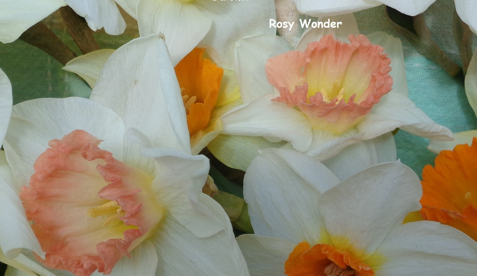 12 DAFFODIL BULBS Pink White “ROSY WONDER” Narcissus Jonquils FromMyGarden*READ*