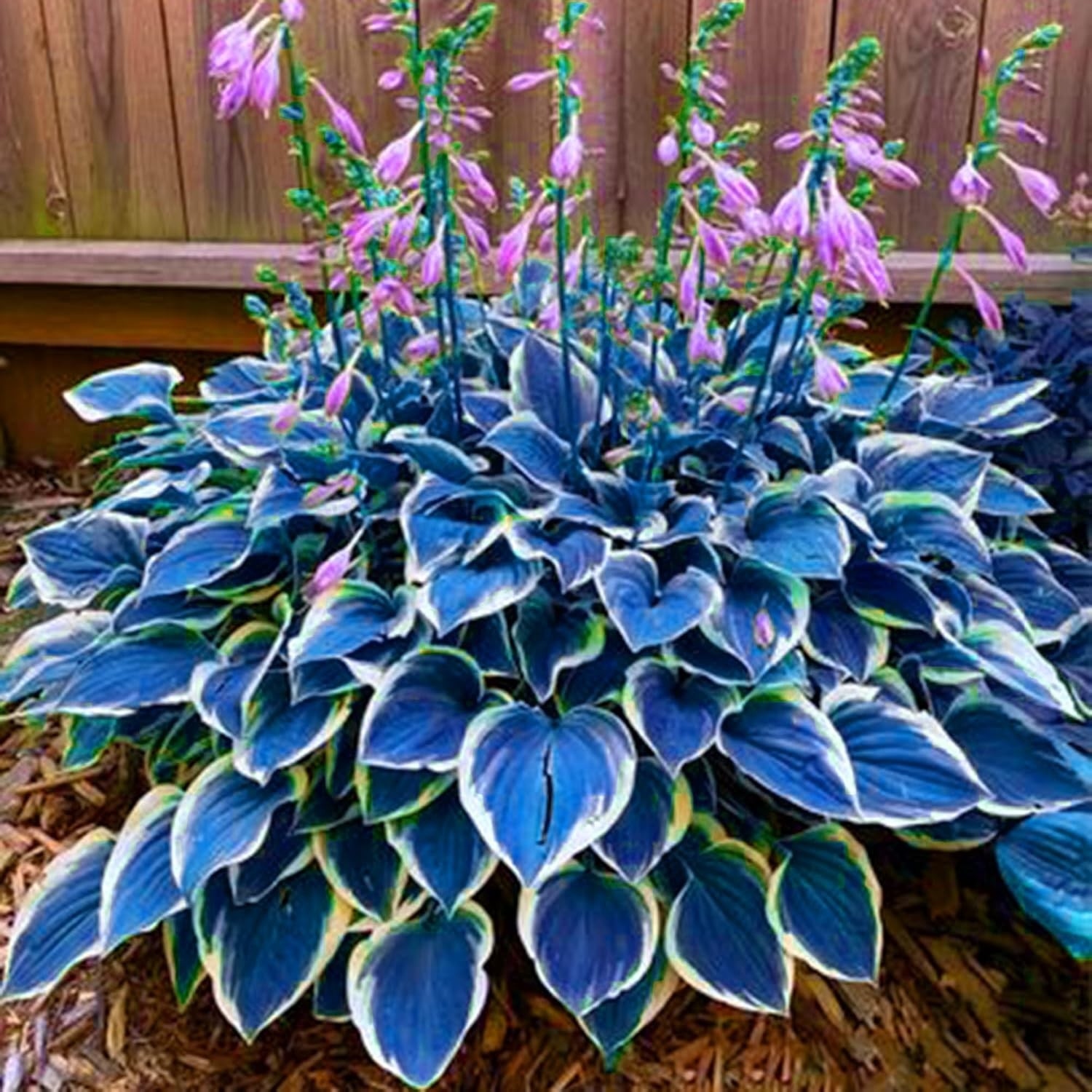Hosta Seeds for Planting, 297+pcs Rare Perennial Hosta Flower Seeds, Non-GMO Hei