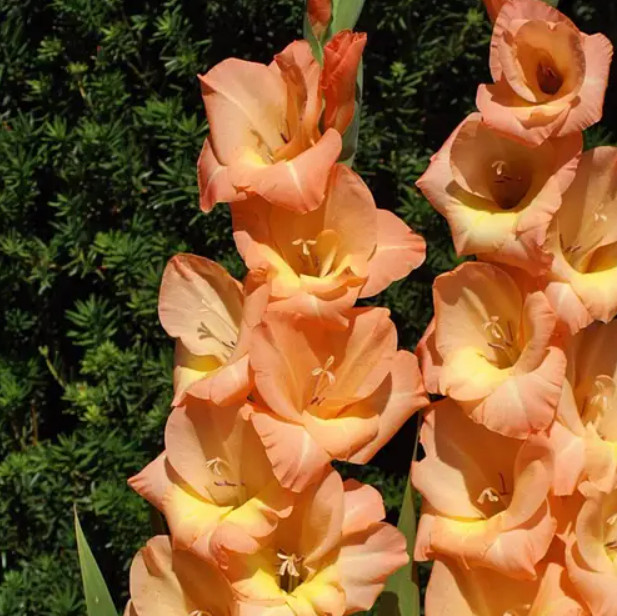 Pack of 5 Gladiolus ‘Esta Bonita’ Size 12/14 Corms Bulbs Peachy Orange, Packaged