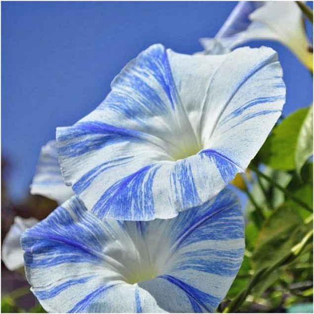 Ipomoea tricolor | Flying Saucers | 50 Seeds