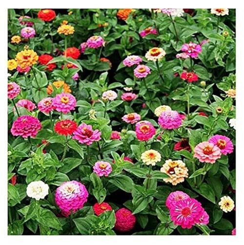Mixed Zinnia Seeds for Planting Outdoors – 300 Fresh Seeds – Cut-and-Come