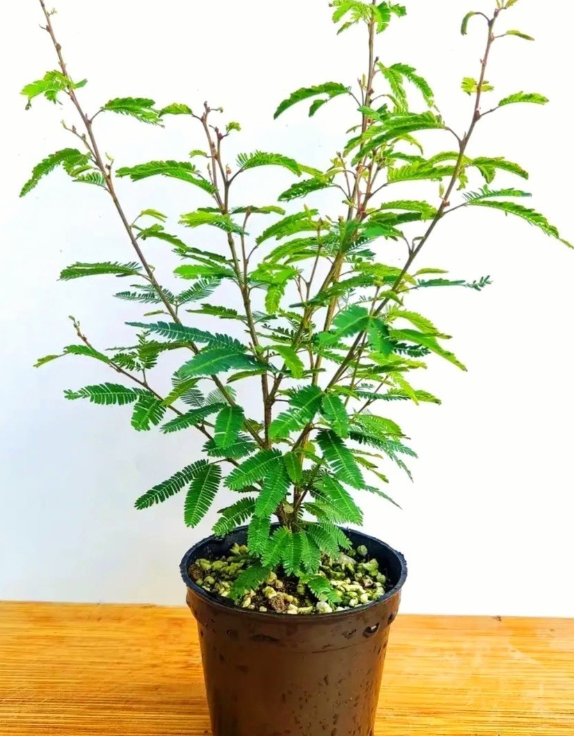 100 Mimosa Silk Tree Seeds Albizia Julibrissin Persian Silk Tree Yellow Blooms
