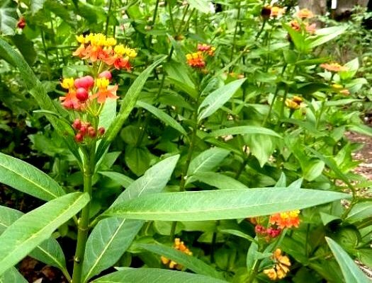 Milkweed Seed Mix 4 species Asclepias common orange swamp tropical