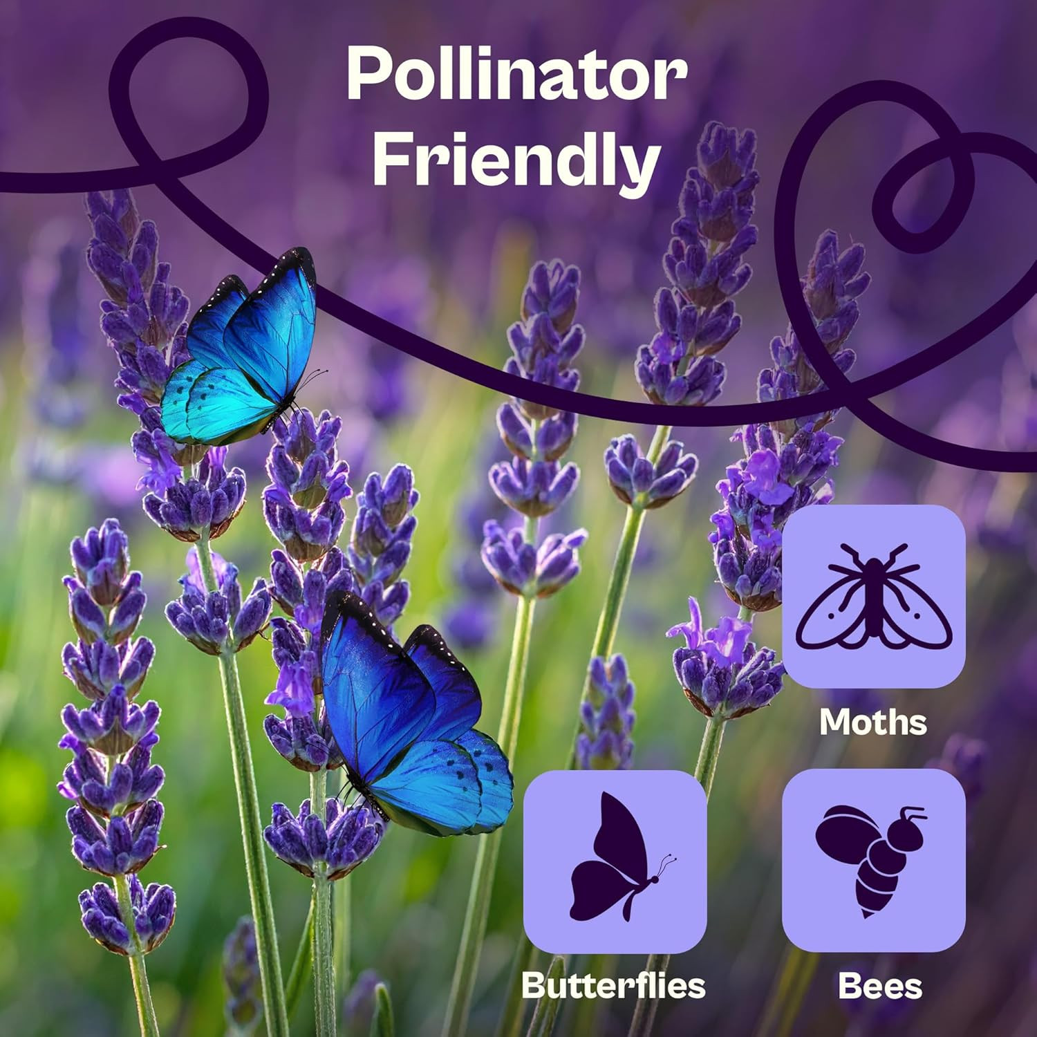 1500 English Lavender Seeds for Planting (Lavandula Angustifolia) – Fragrant Per