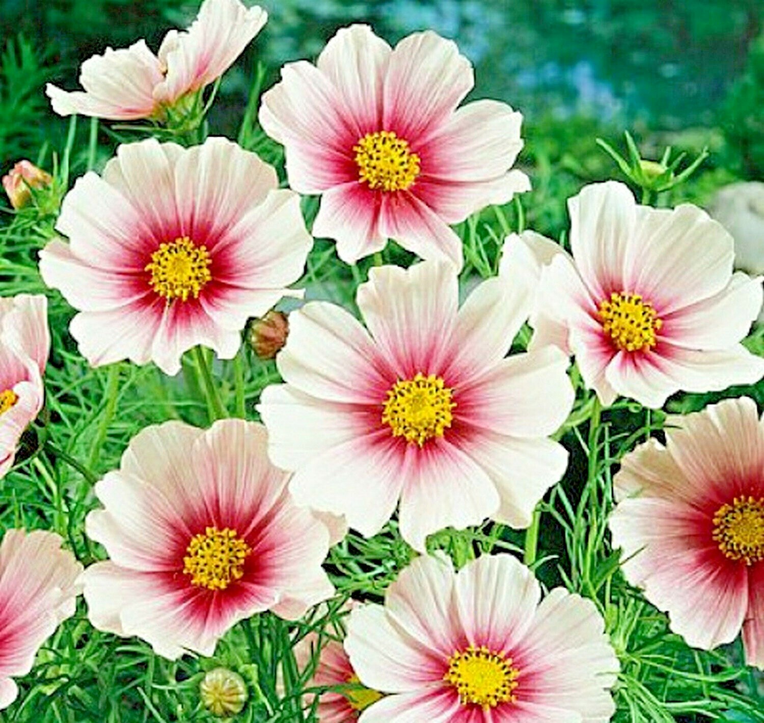 301+COSMOS DAYDREAM Seeds Wildflower Heat Drought Poor Soils Pollinators Easy