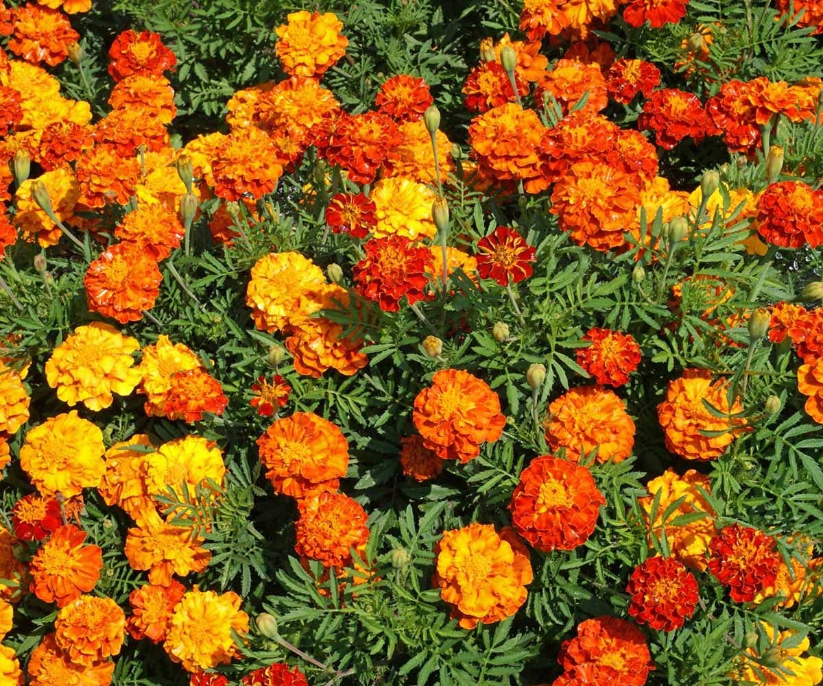 French Marigold Seeds Dwarf Sparky Mix 1500+ 7.5g Non GMO Heirloom Pollinator