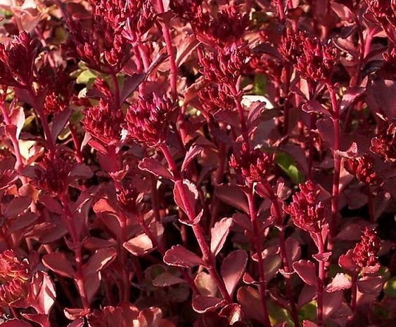 Sedum Seeds 50 Voodoo Sedum Seeds