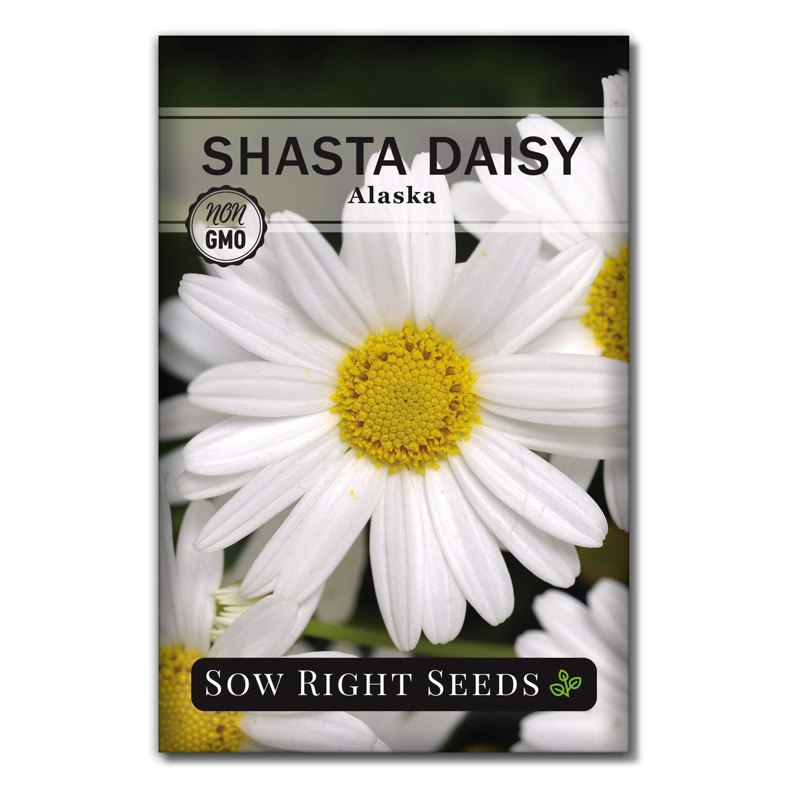 – Shasta Daisy Seeds for Planting – Perennial Shasta Alaska Daisies – Non-GMO…