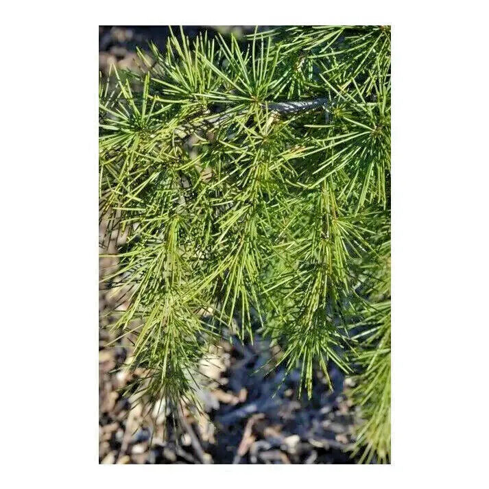 10 SHALIMAR DEODAR CEDAR SEEDS – Cedrus deodara ‘Shalimar’