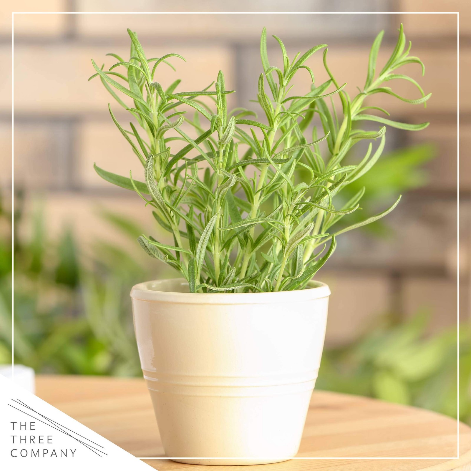 Live Aromatic and Edible Herb Rosemary 4 Per Pack, Naturally Improves Breath…