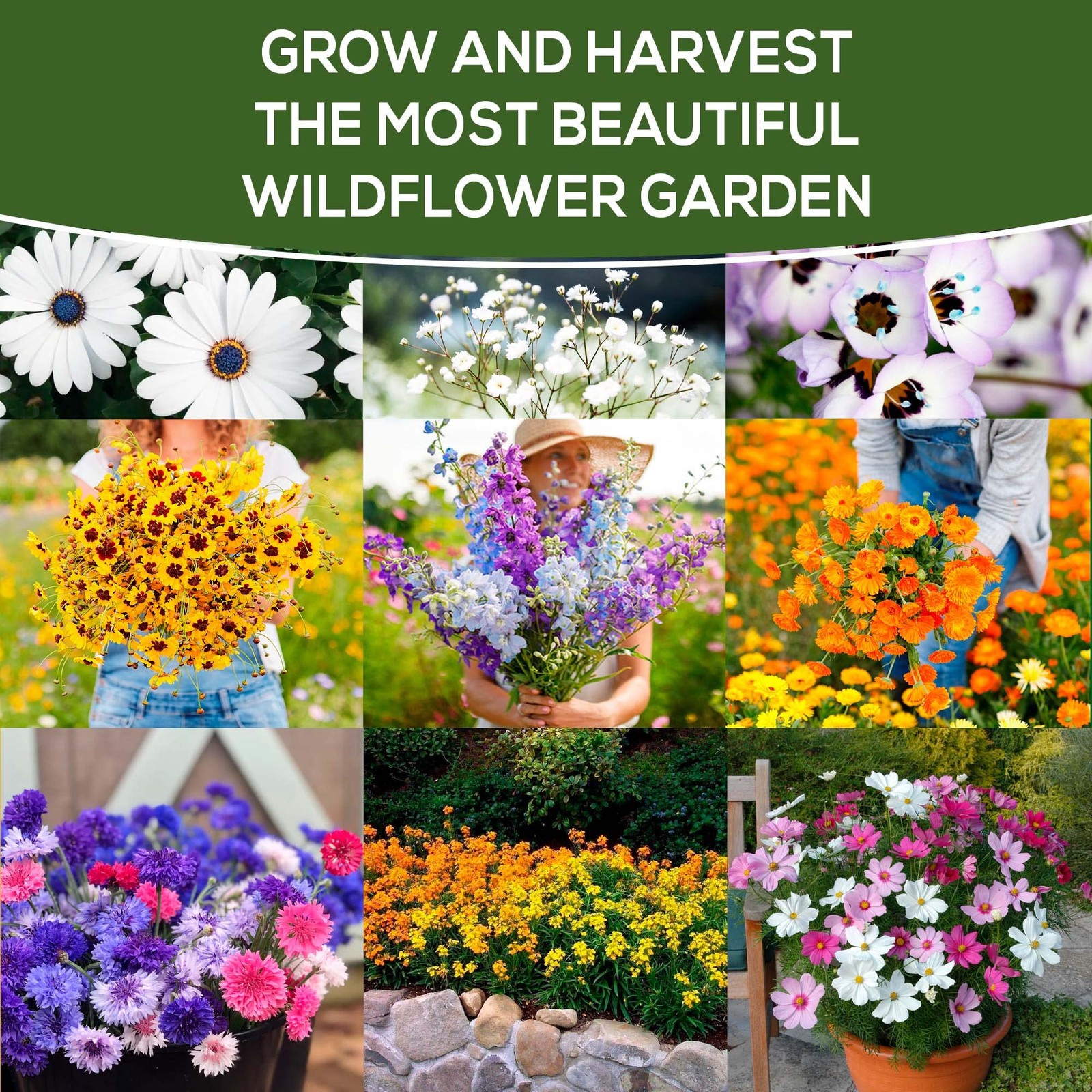 Annual Wildflower Seeds Mix to Attract Pollinators, Butterflies, and Birds – …