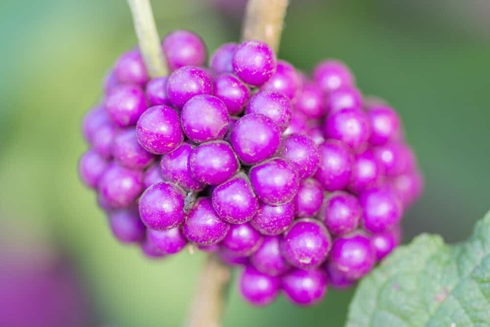 50 PURPLE AMERICAN BEAUTY BERRY seeds