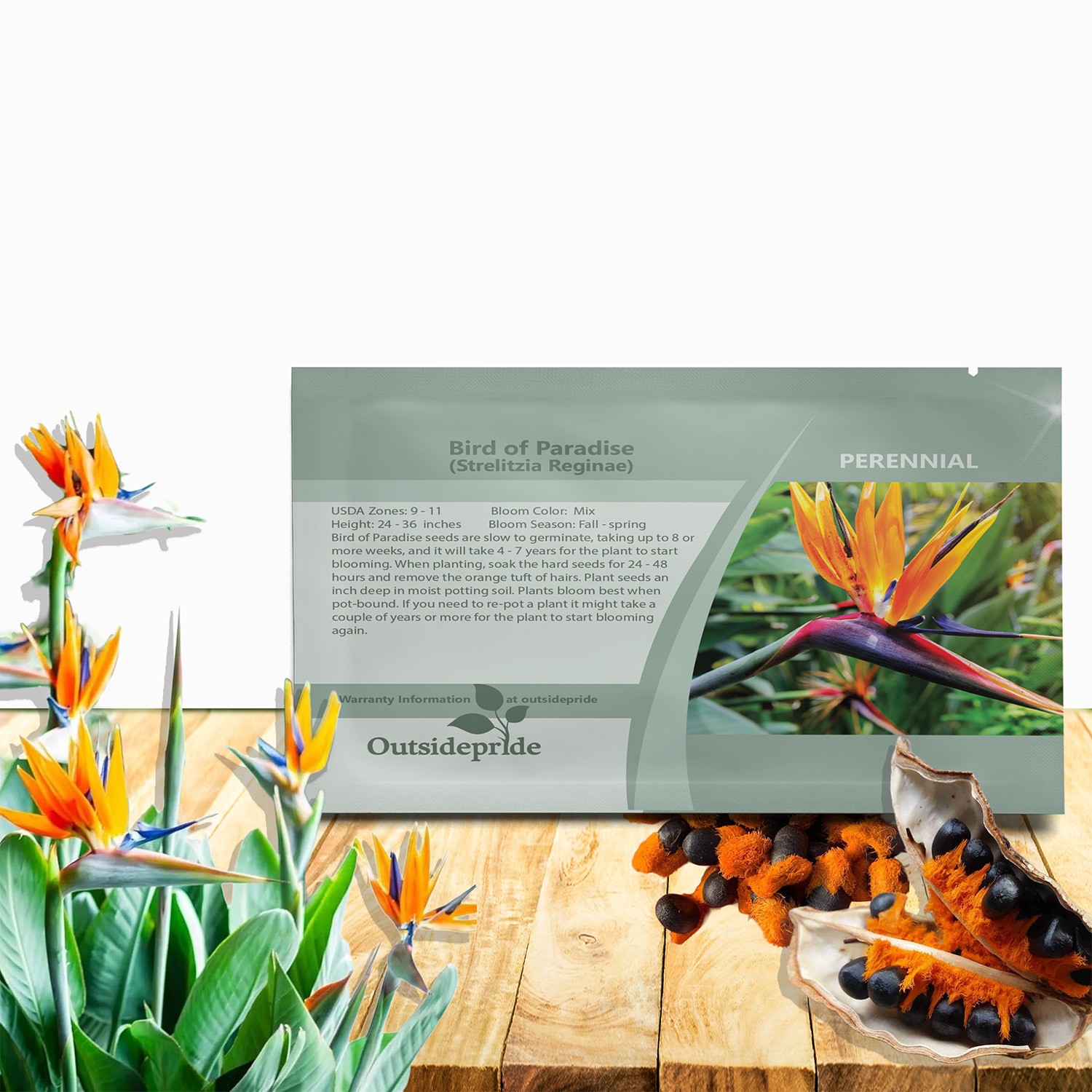 15 Seeds Bird of Paradise Seeds – Strelitzia Reginae Flower Seed