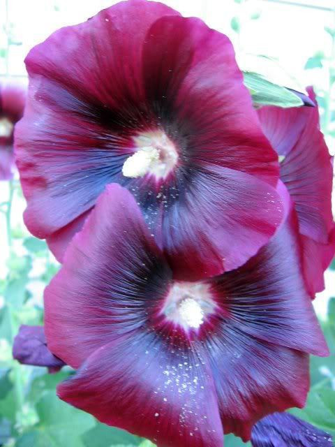 25 BURGUNDY RED HOLLYHOCK Alcea Rosea Flower Seeds Perennial *Flat S/H