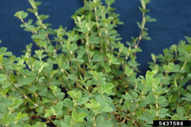 Korean Lespedeza Seed