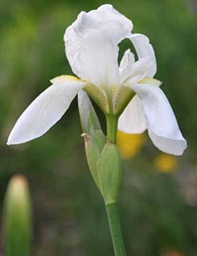 Stunning White Cemetary Iris Bulbs – Lot of 5 Perennial Rhizomes