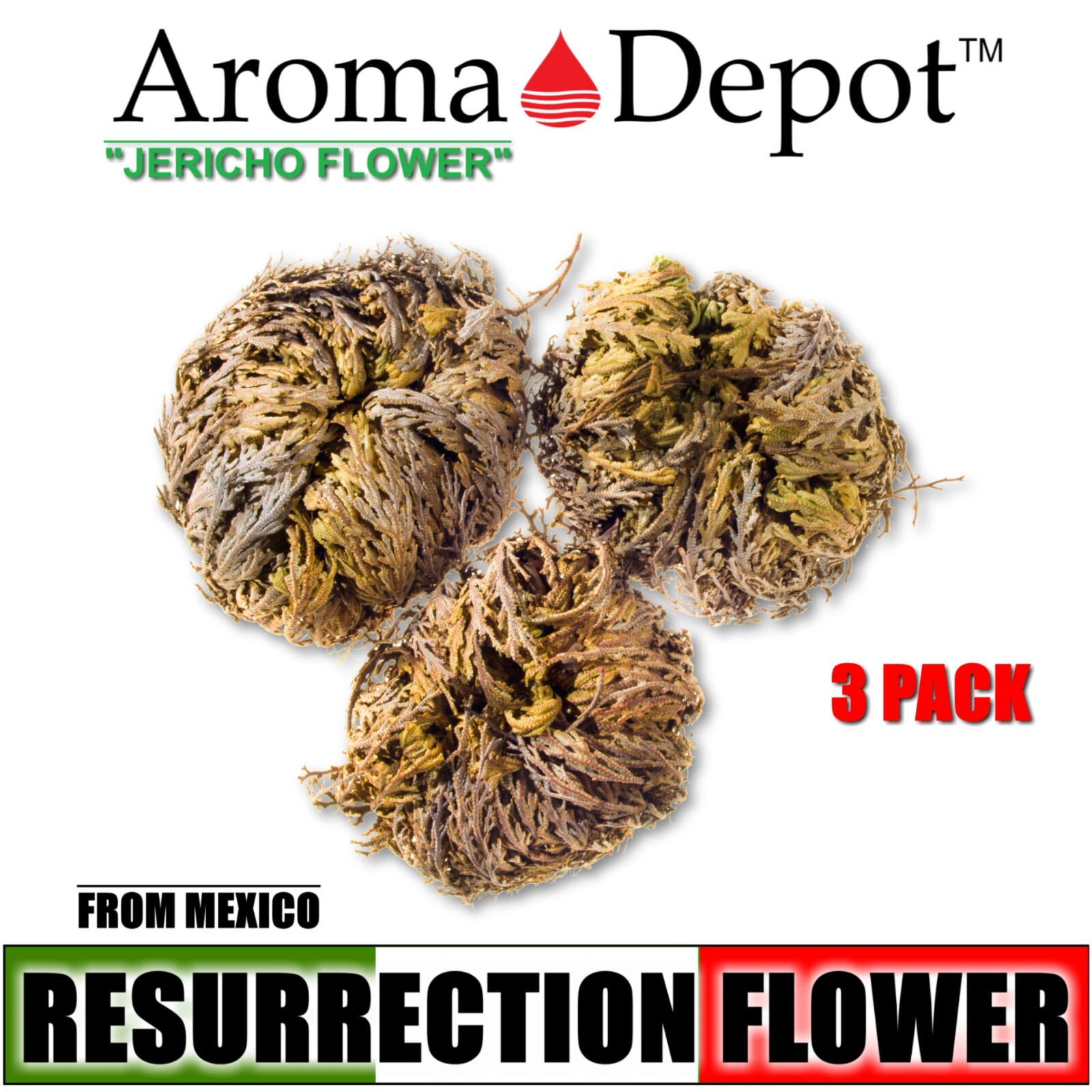 Rose of Jericho Flower Resurrection Rose Flor de Peña Selaginella Lepidoph Plant