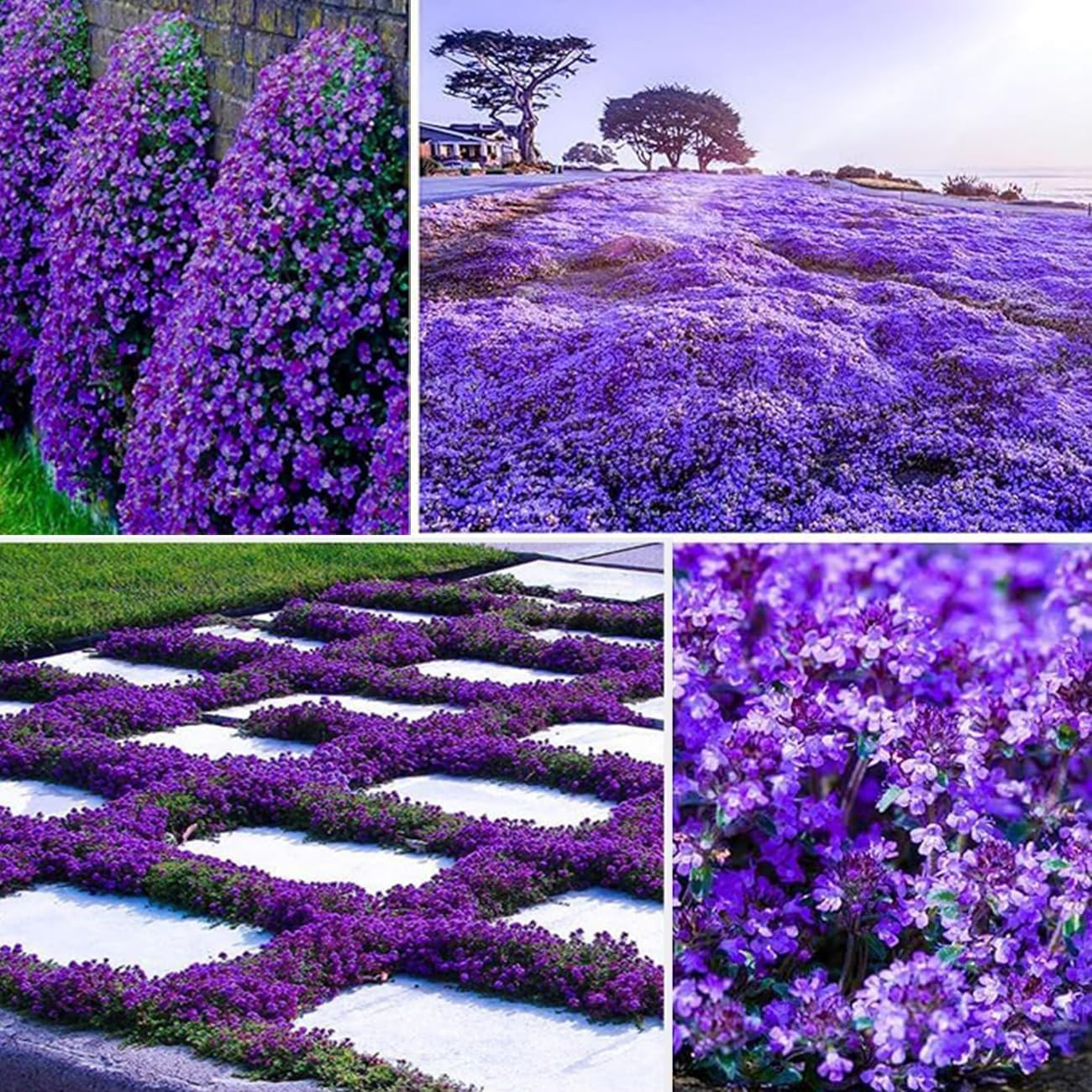 21000+ Magic Purple Creeping Thyme Seeds for Planting Ground Cover Plants Heirlo