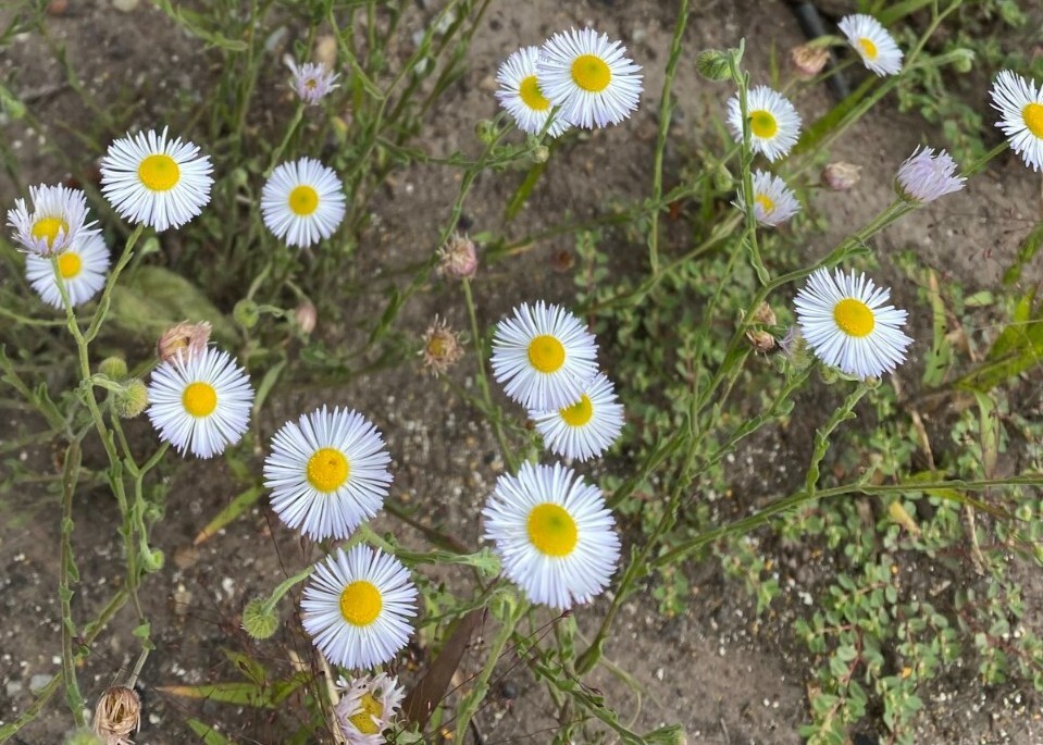 Hairy daisy seeds (Erigeron divergens) -30 seeds-