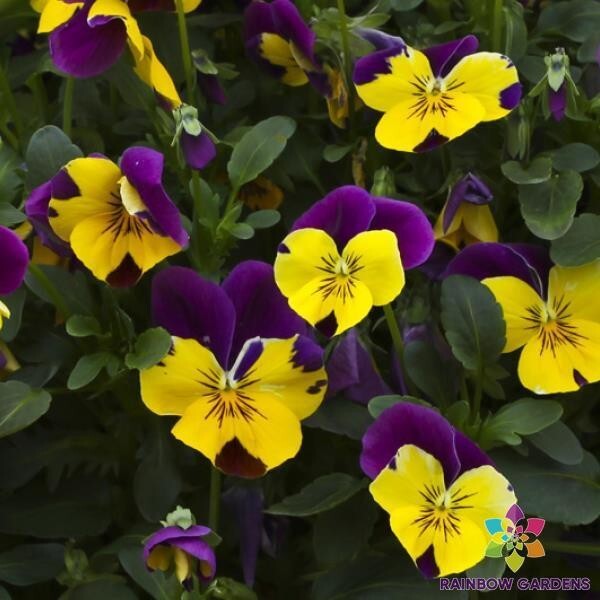 200+ Freefall Purple Wing Pansy (Viola) Seeds for Garden – USA – FREE SHIPPING!