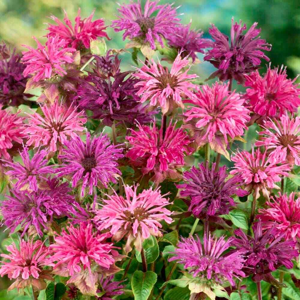 Mixed Bee Balm Seeds ~ Monarda Didyma ~ Bees ~ Spring Time ~ Grow Your Own ~
