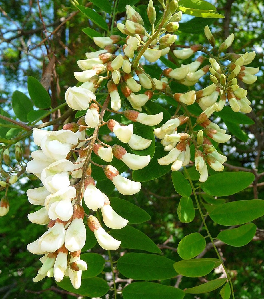 Robinia pseudoacacia | Black & Yellow Locust | False Acacia | 10_Seeds