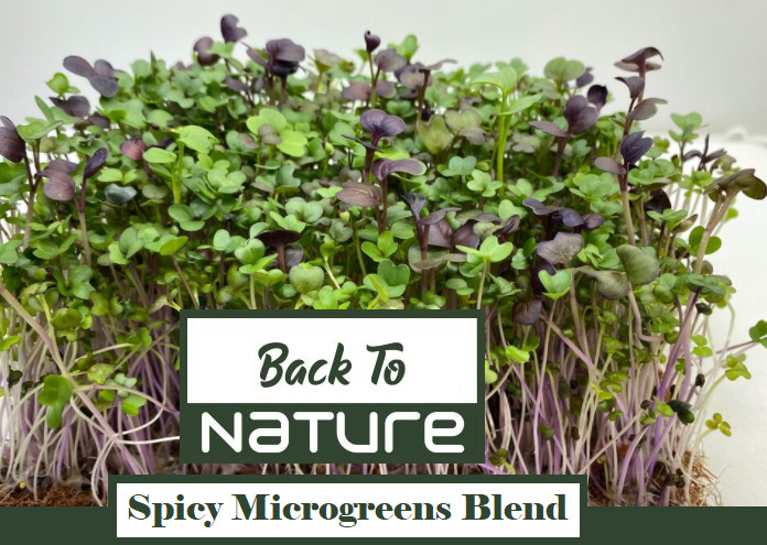 Spicy Microgreens Blend – 3 Varieties – Fast Growing – Nutrient Dense Microgreen