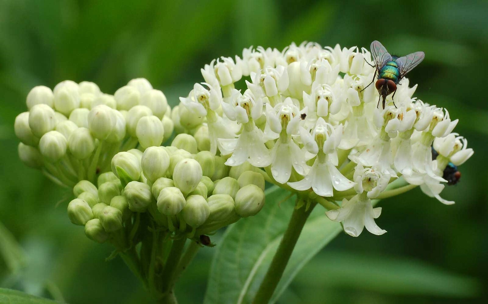 Asclepias incarnata White| Ice Ballet | 50_seeds