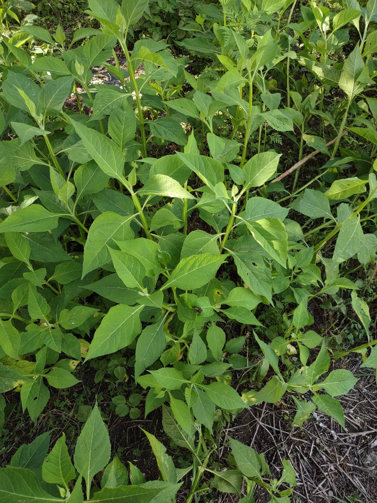 5 Organic Yellow Crownbeard Plants “12-18” Verbesina helianthoides