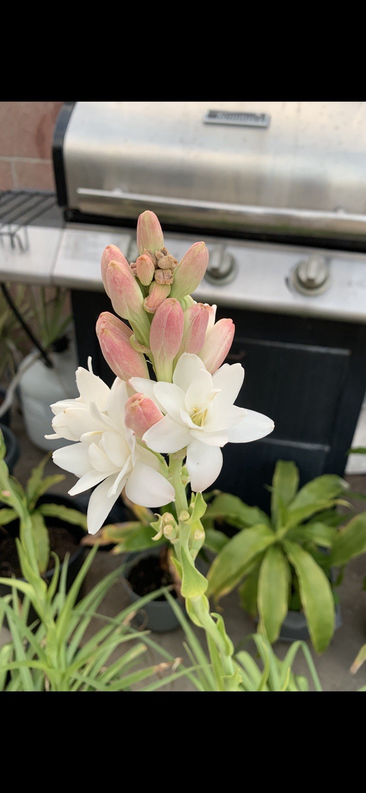 2 Tuberose Fragrance Double Pearl 2 Clump,Bulbs 5+Sz M/L sprouted Ready To Plant