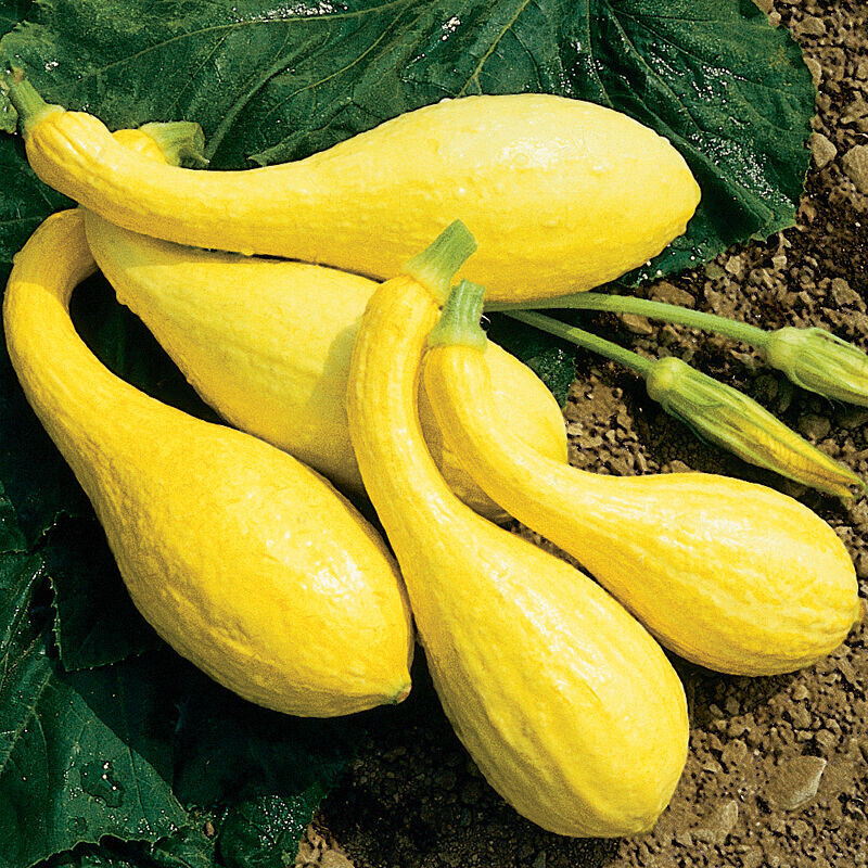 20+ EARLY SUMMER CROOKNECK SUMMER SQUASH FRESH FOR GARDENS