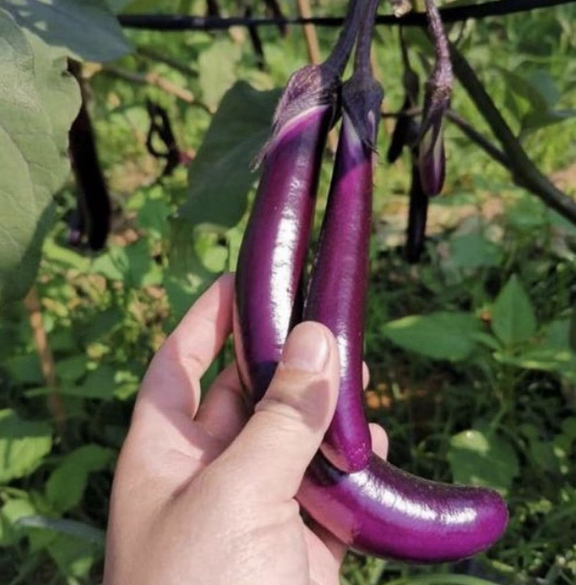 50 Long Purple Eggplant Seeds – Asian Chinese Eggplant Heirloom Vegetable NEW