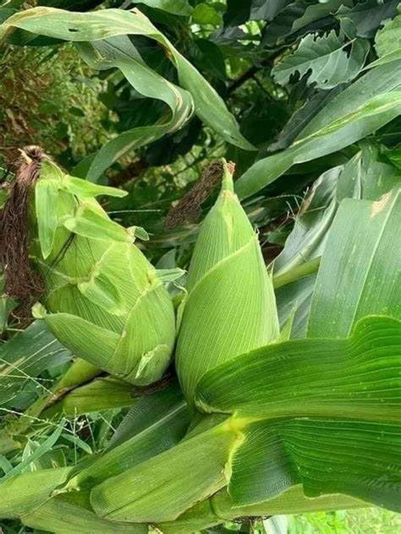 25+ BAP NEP NU SUA round Shape Corn Seeds Waxy Glutinous Corn Seeds Rare Find Cu
