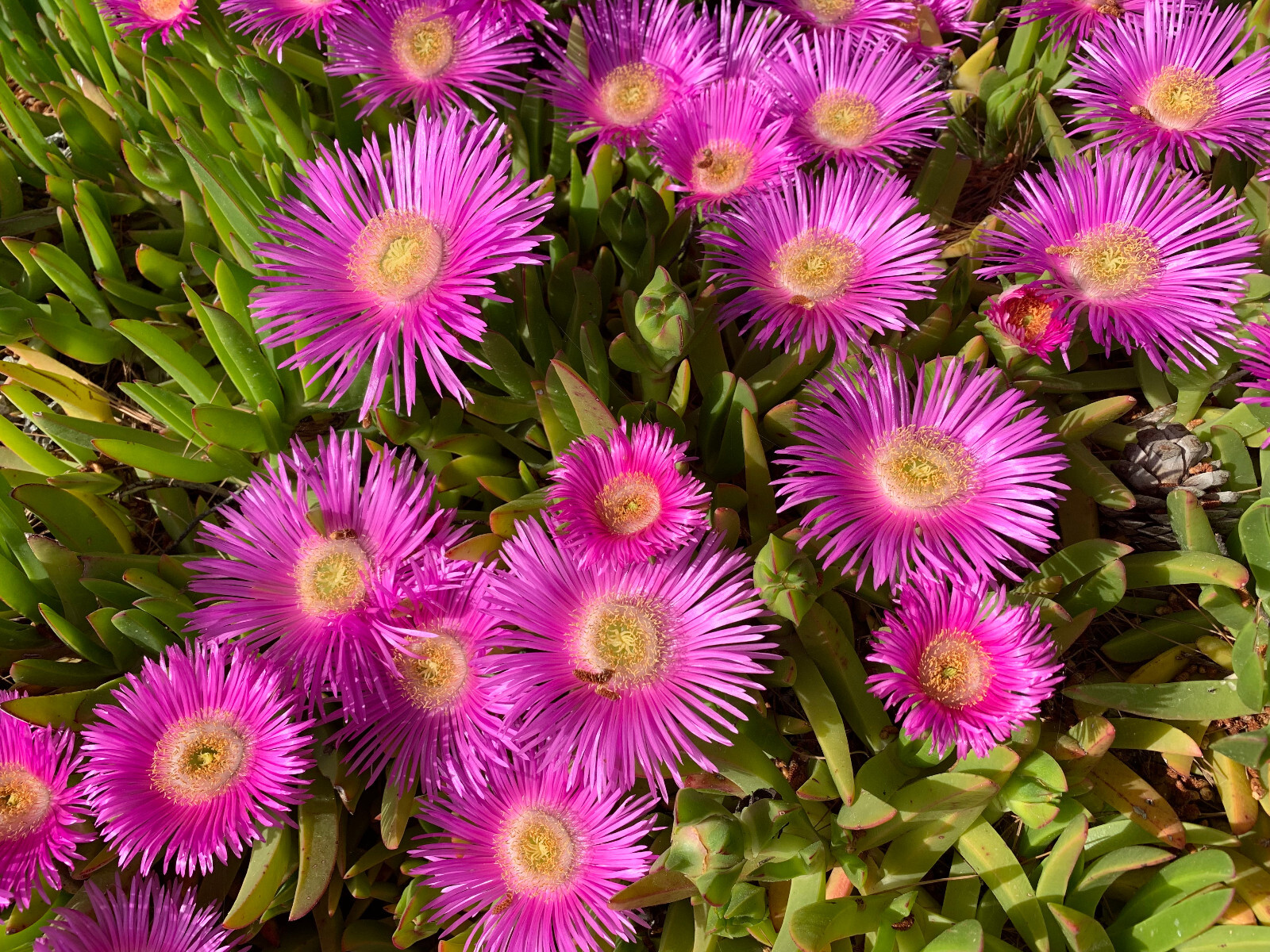 25 TABLE MOUNTAIN ICE PLANT Magenta Fuchsia Delosperma Cooperi Flower Seeds