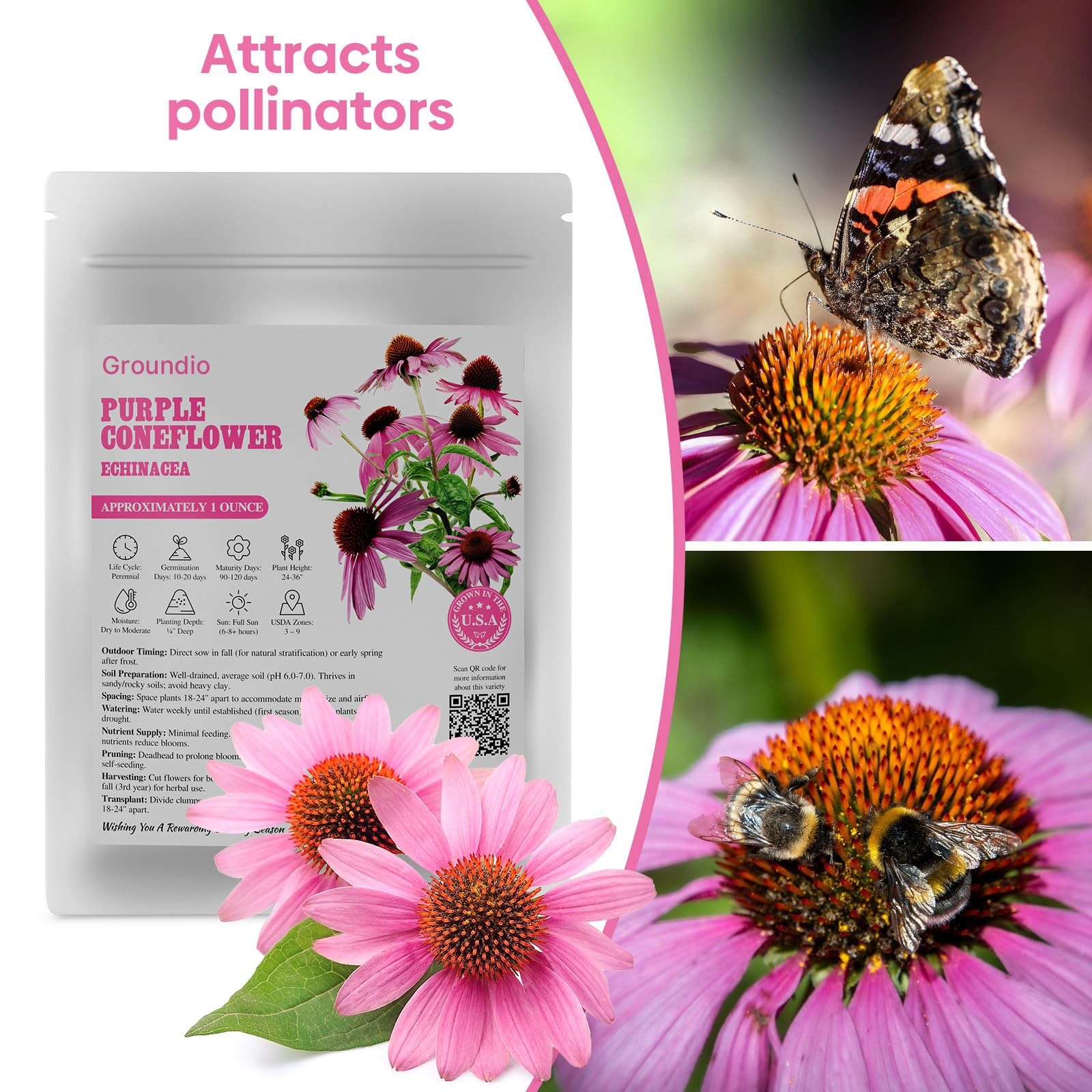 Purple Coneflower Seeds 1 OZ, Perennial Open Pollinated NonGMO Echinacea Seed…