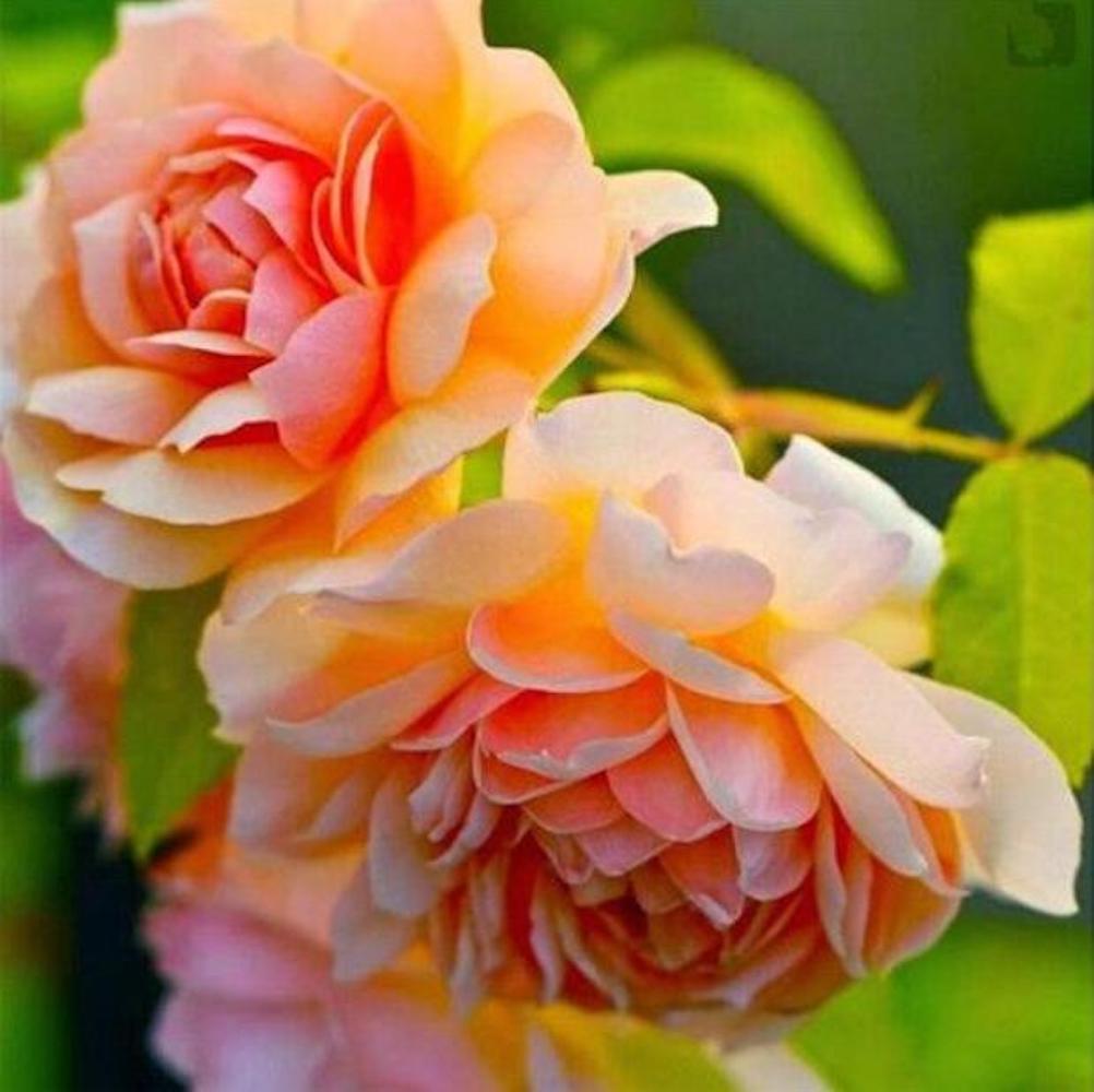 20 EXOTIC RARE PEONY SEEDS for garden flower beds plant bush USA SELLER USPS