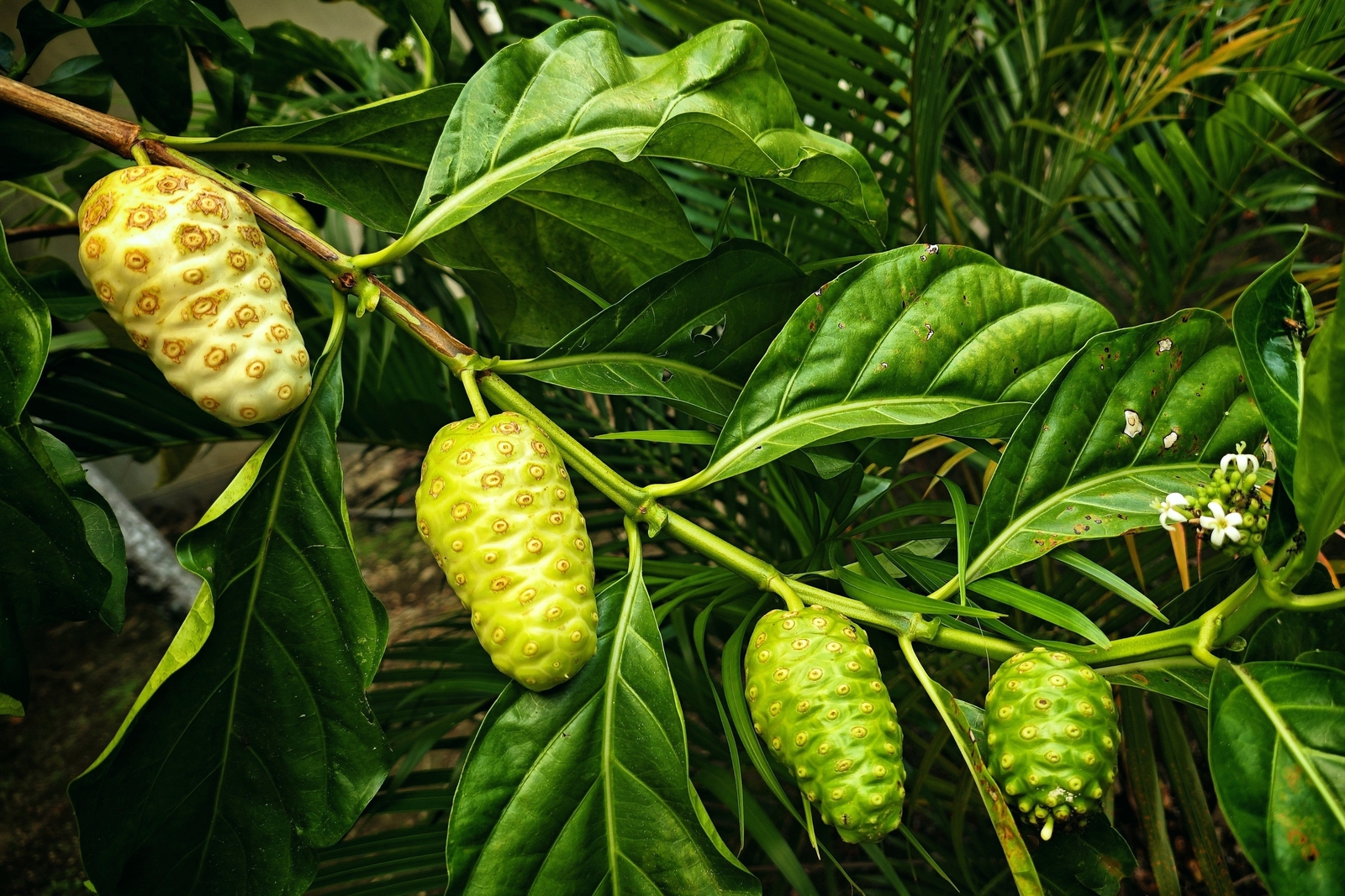 20 NONI Cheese Fruit Great Morinda Citrifolia Indian Beach Mulberry Shrub Tree S
