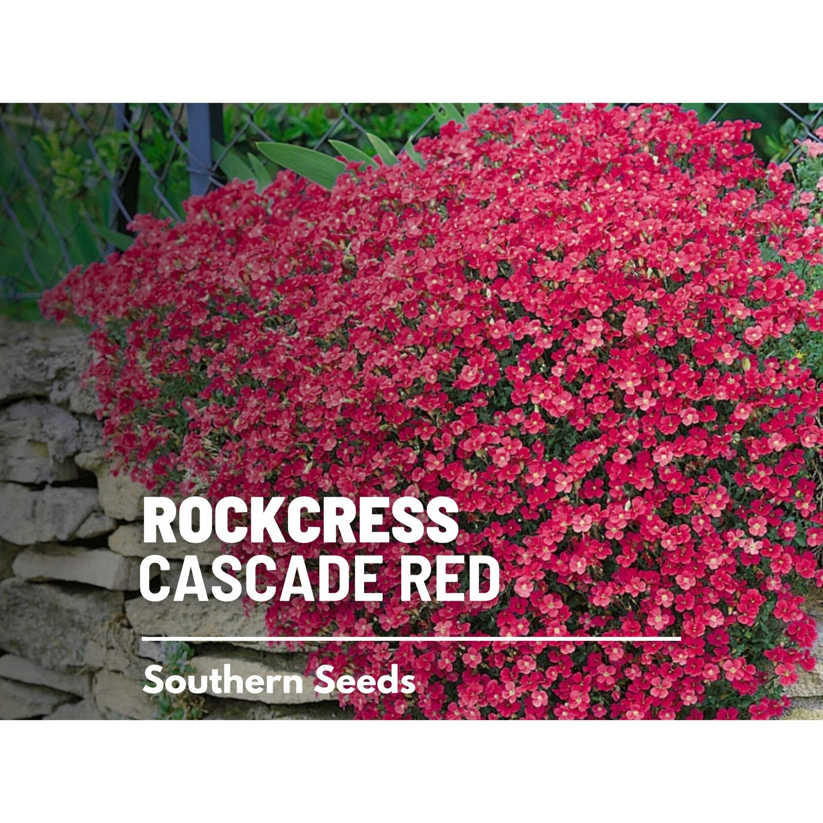 Rockcress, Cascade Red – 50 seeds – Cascading Flowers, Red Blooms, Perfect for B