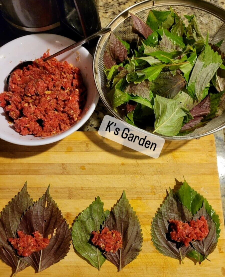 700+ SHISO, PERILLA, ZISU SEEDS, TÍA TÔ, JAPANESE BASIL | NON-GMO, FREE SHIP |