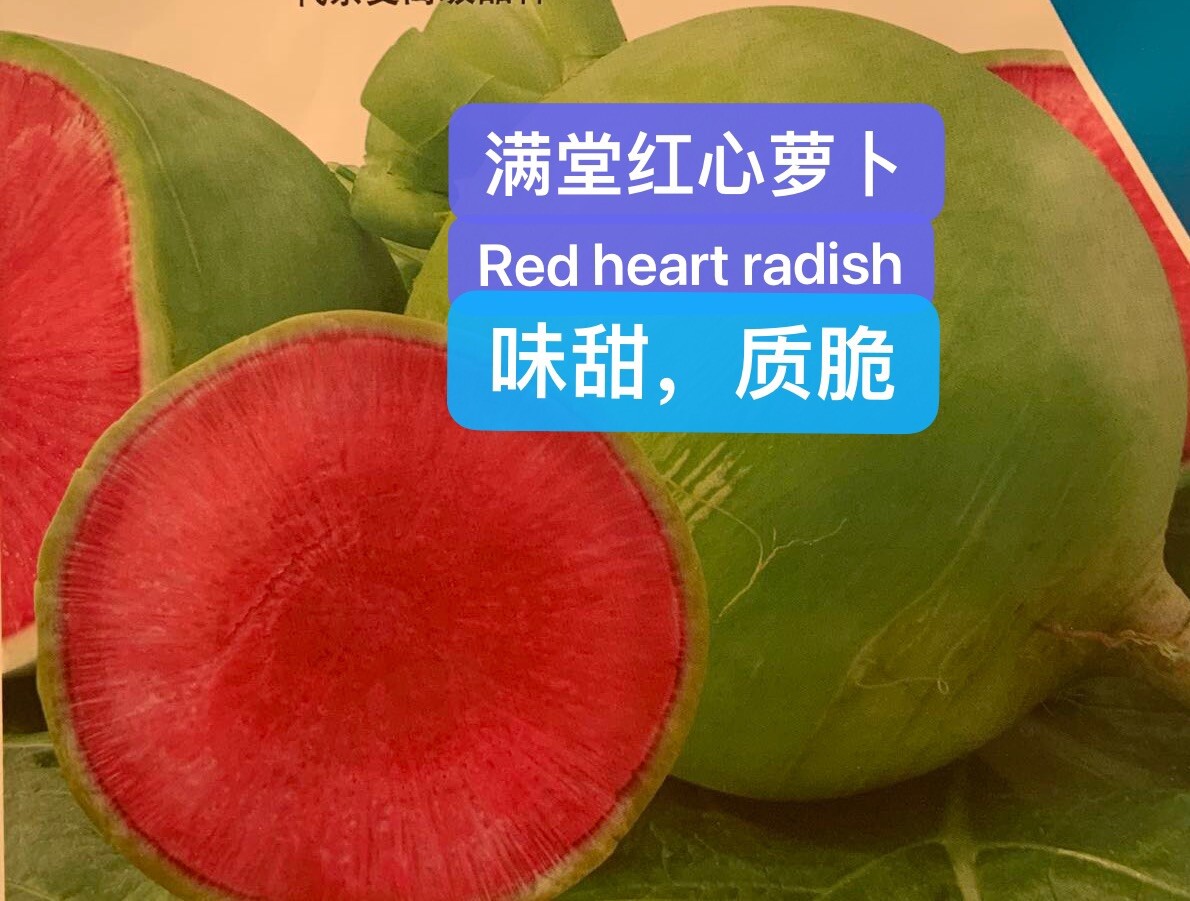 300+Red heart radish seeds 300多粒 心里美红芯萝卜种子 2023年新种子
