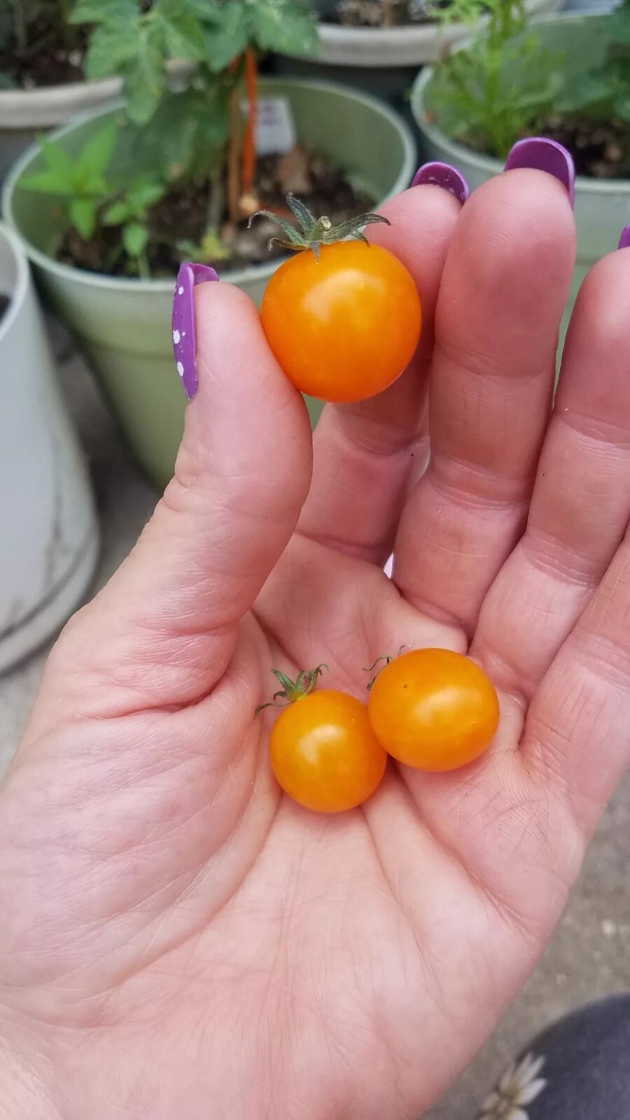 Flora Gold Micro Dwarf Tomato Seeds 10 Organic Seeds *Free Shipping*